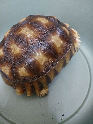 Ivan 