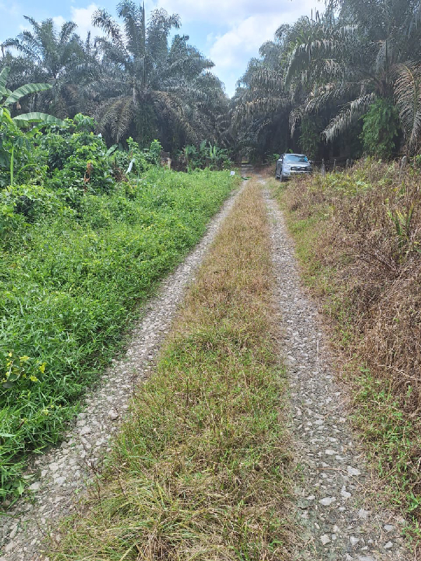 Tanah Pertanian Sungkai Perak Freehold - photo 3