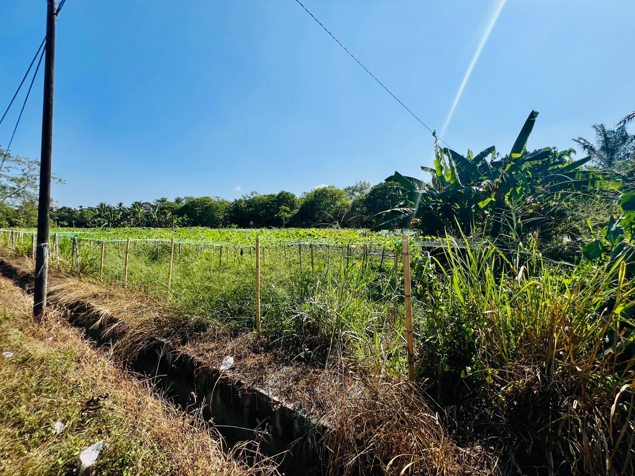 Prime Freehold Land One Acre Simpang Ampat Penang - photo 5