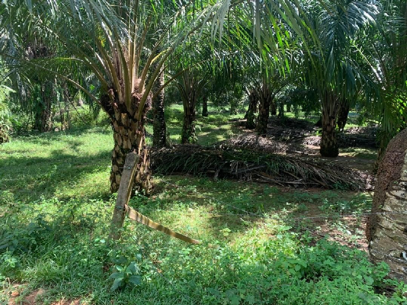 Bukit Badong, Ijok, Kuala Selangor, 3 Acre, Tanah Pertanian  - photo 1