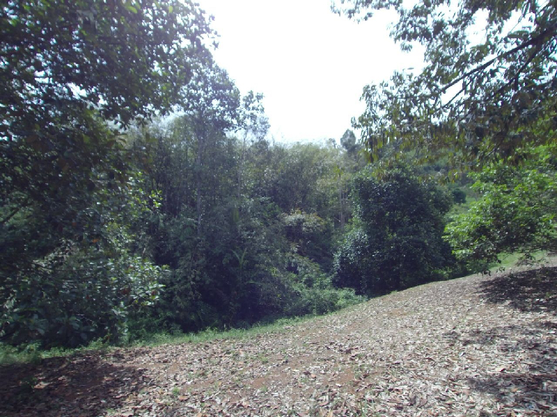 Batu 19, Sungai Lui, Hulu Langat, 3 Ekar, Lapisan Kedua - photo 3