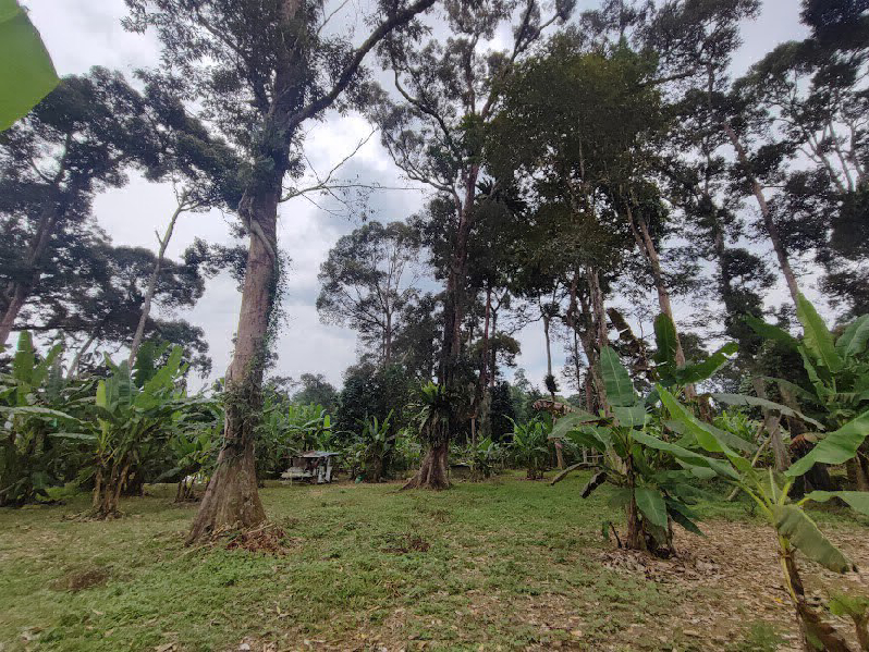 Dusun Durian Tepi Sungai untuk dijual di Batu Kurau Perak - photo 2