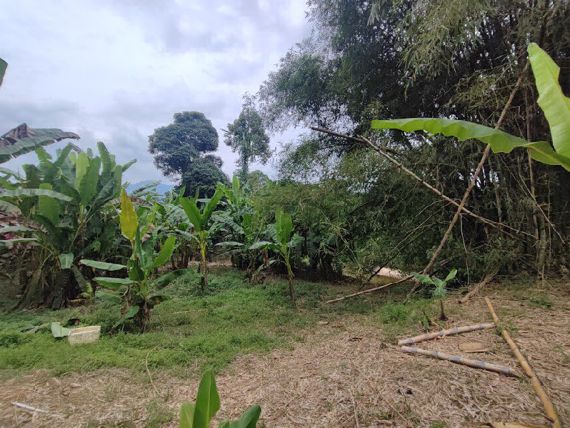Dusun Durian Tepi Sungai untuk dijual di Batu Kurau Perak - photo 3