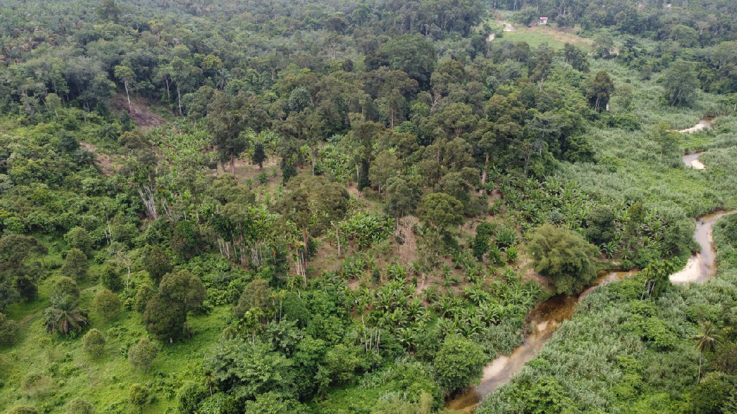 Dusun Durian Tepi Sungai untuk dijual di Batu Kurau Perak - photo 4