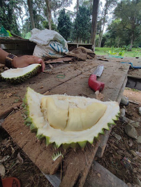 Dusun Durian Tepi Sungai untuk dijual di Batu Kurau Perak - photo 8