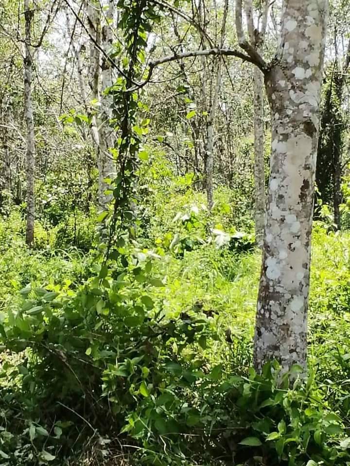 GERIK KUALA RUI RUBBER ESTATE 6 ACRES FOR SALE - photo 2