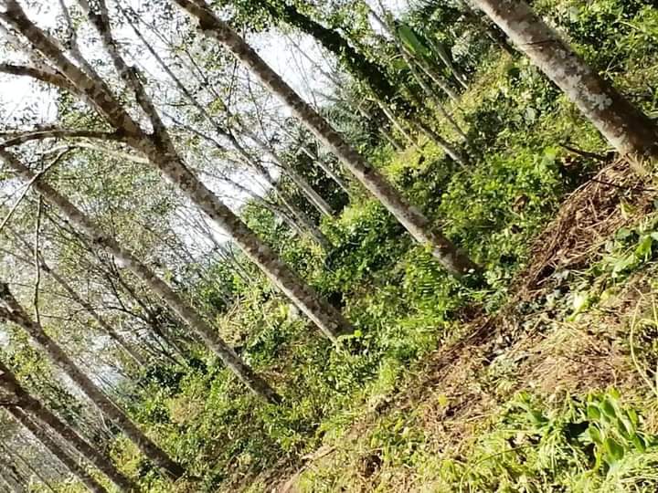 GERIK KUALA RUI RUBBER ESTATE 6 ACRES FOR SALE - photo 3
