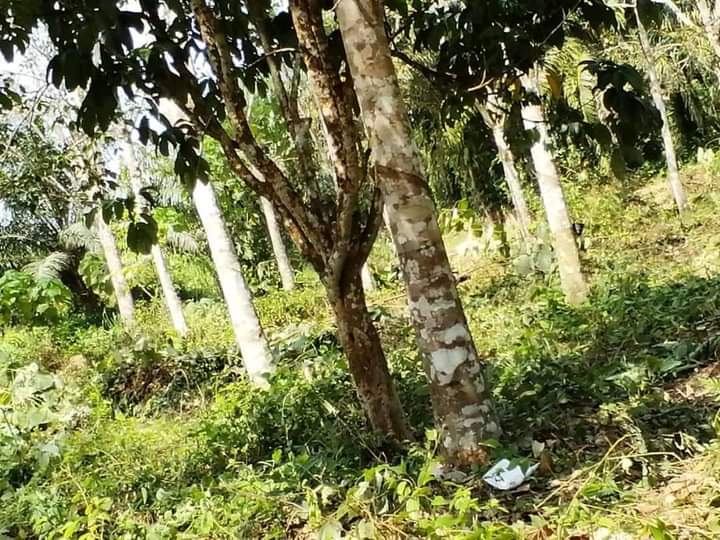 GERIK KUALA RUI RUBBER ESTATE 6 ACRES FOR SALE - photo 4