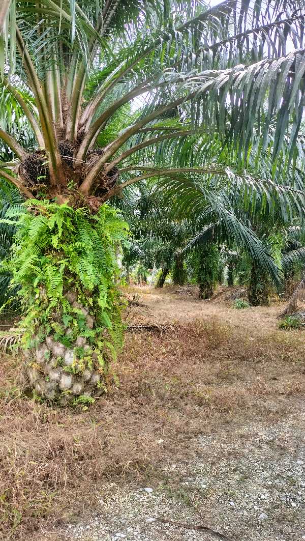 Oil Palm - photo 3