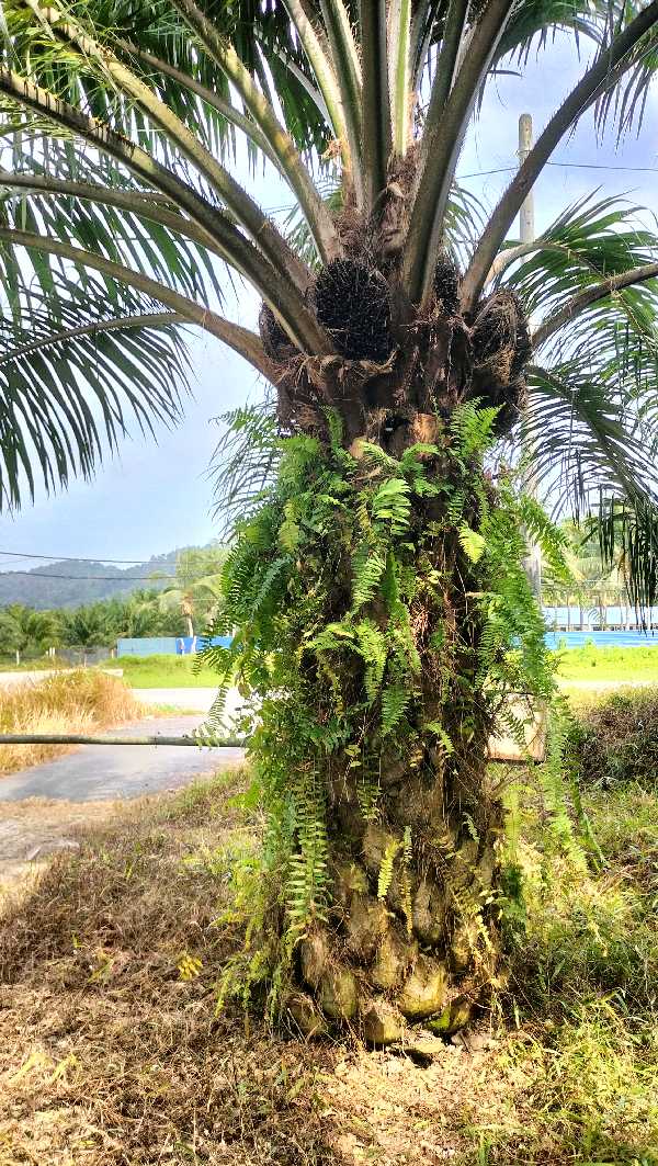 Oil Palm - photo 4