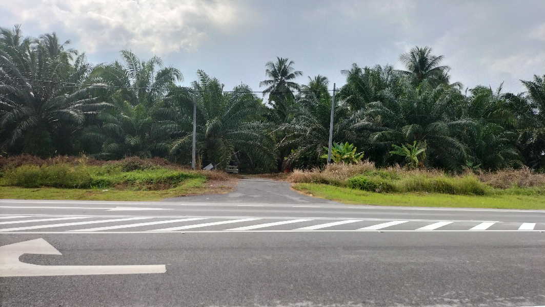 Oil Palm - photo 8