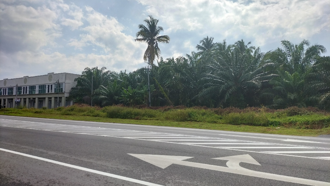 Oil Palm - photo 11