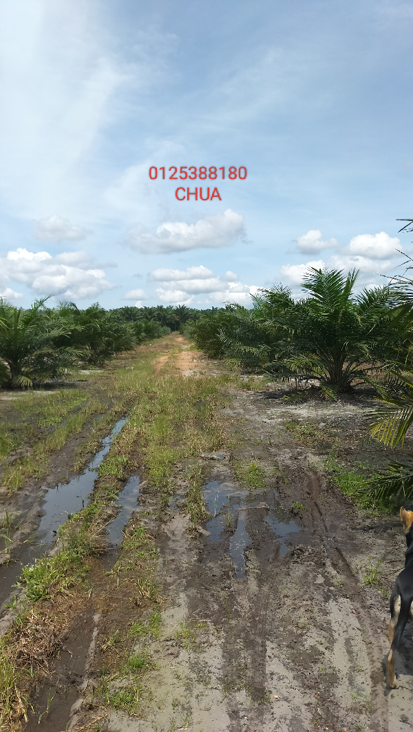 Oil Palm - photo 3
