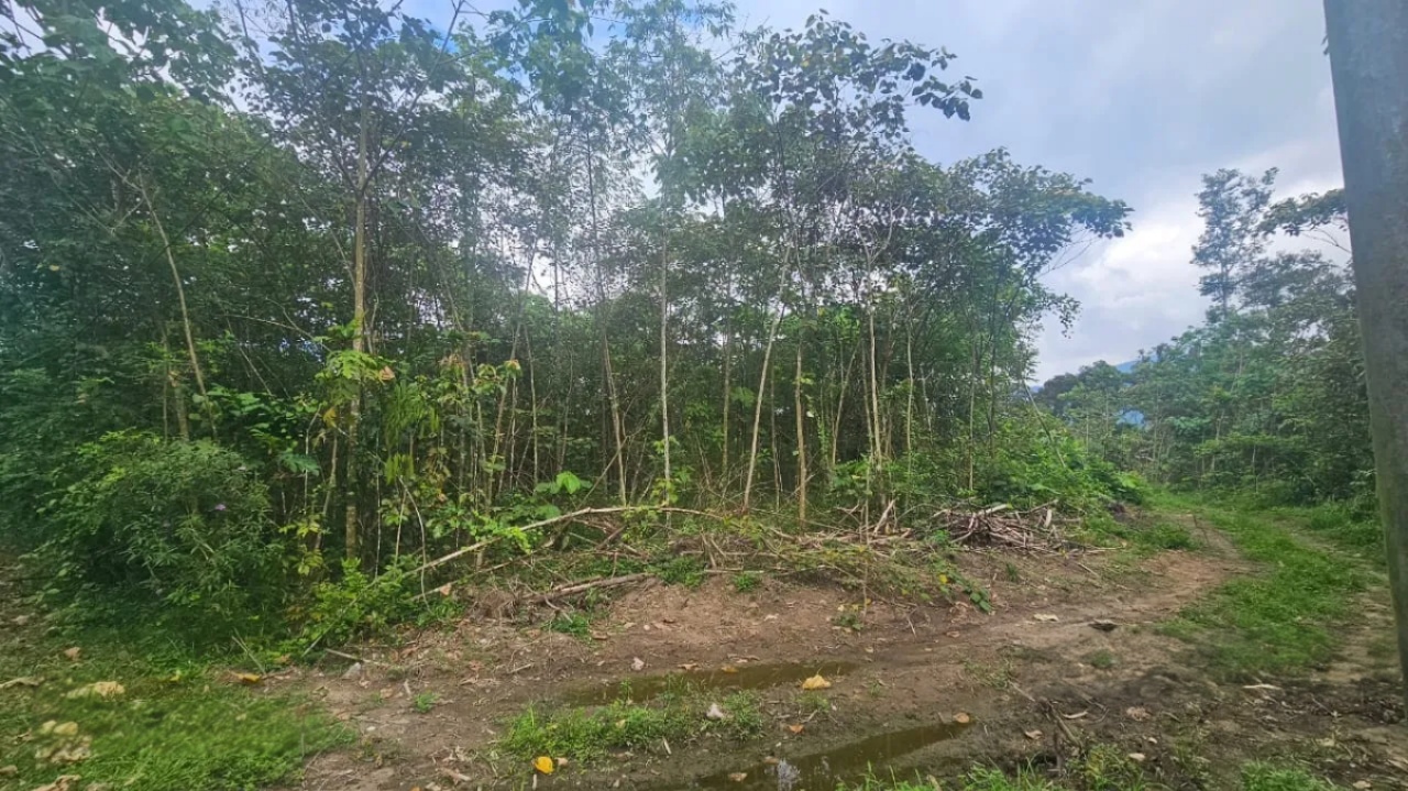 Kalumpang, Hulu Selangor - photo 3