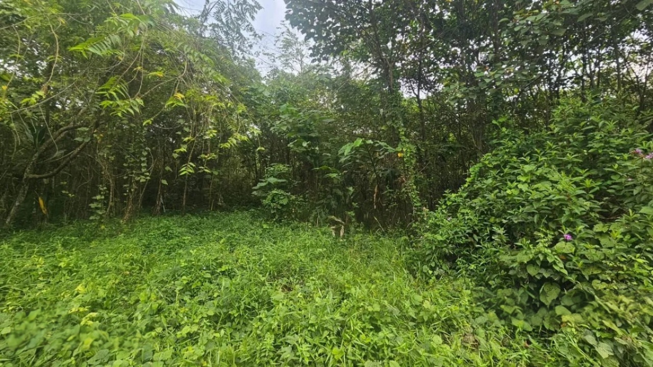 Kalumpang, Hulu Selangor - photo 4