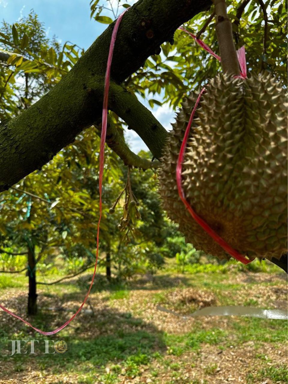 Durian Plantation - photo 2