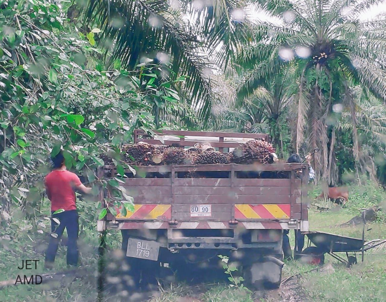 Agriculture land Jenjarom palm oil tree - photo 2
