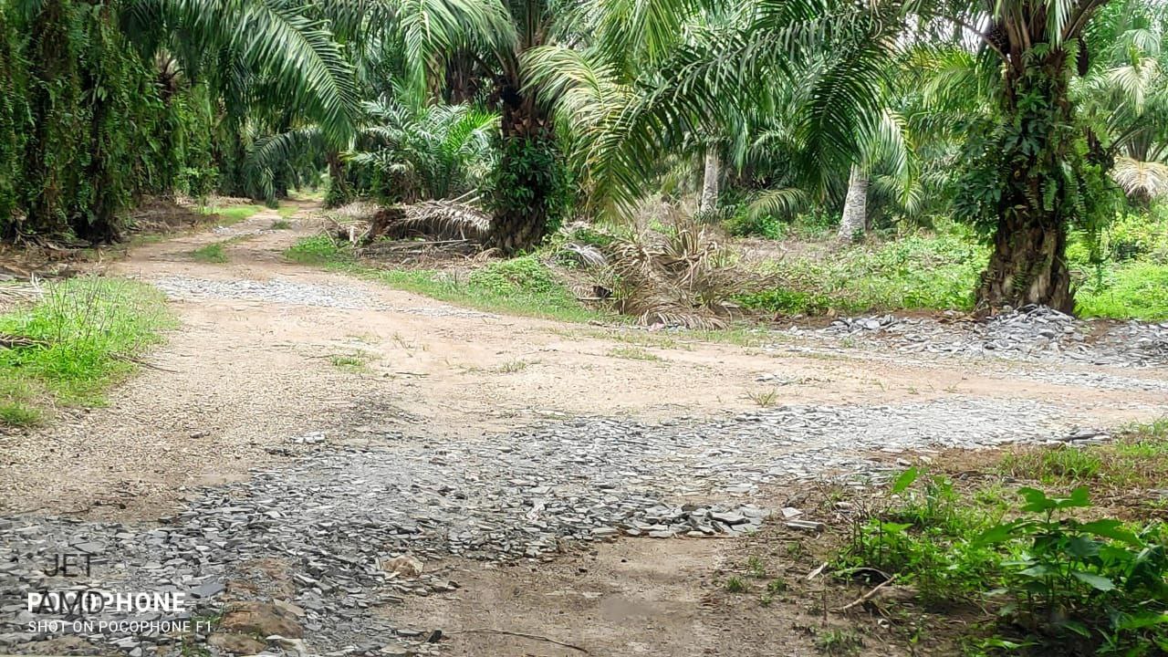 Agriculture land Jenjarom palm oil tree - photo 3