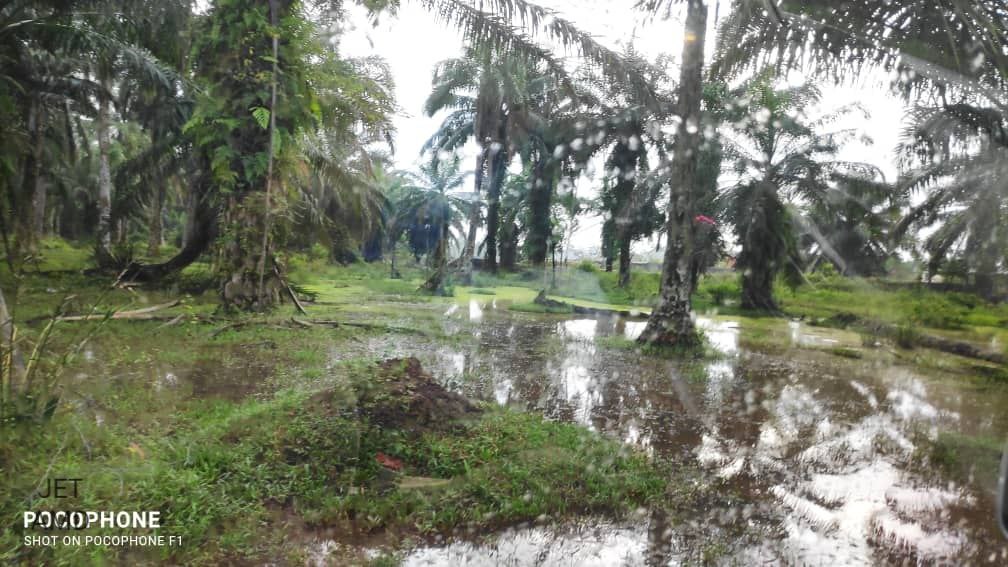 Agriculture land Jenjarom palm oil tree - photo 4
