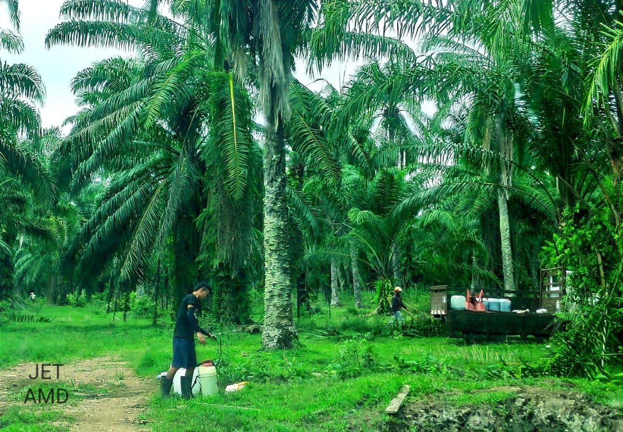 Agriculture land Jenjarom palm oil tree - photo 5