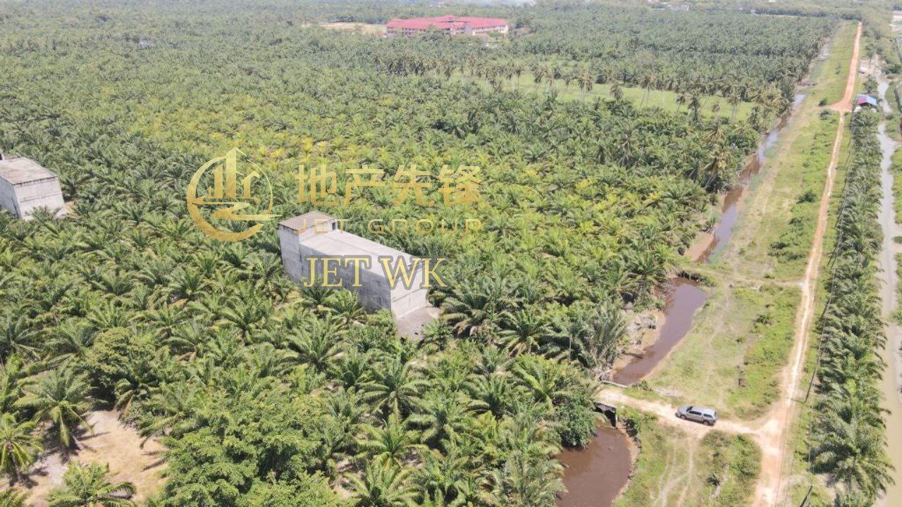 Tanjong Karang Oil Palm Land - photo 2