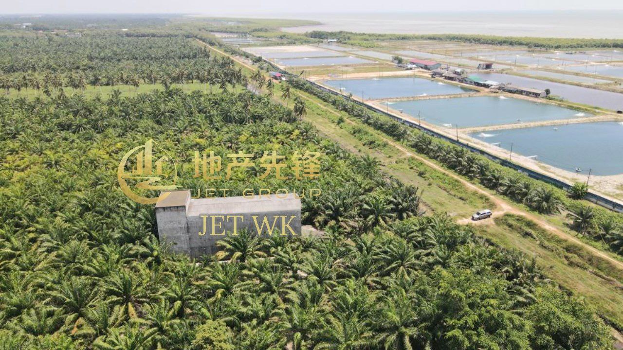 Tanjong Karang Oil Palm Land - photo 3