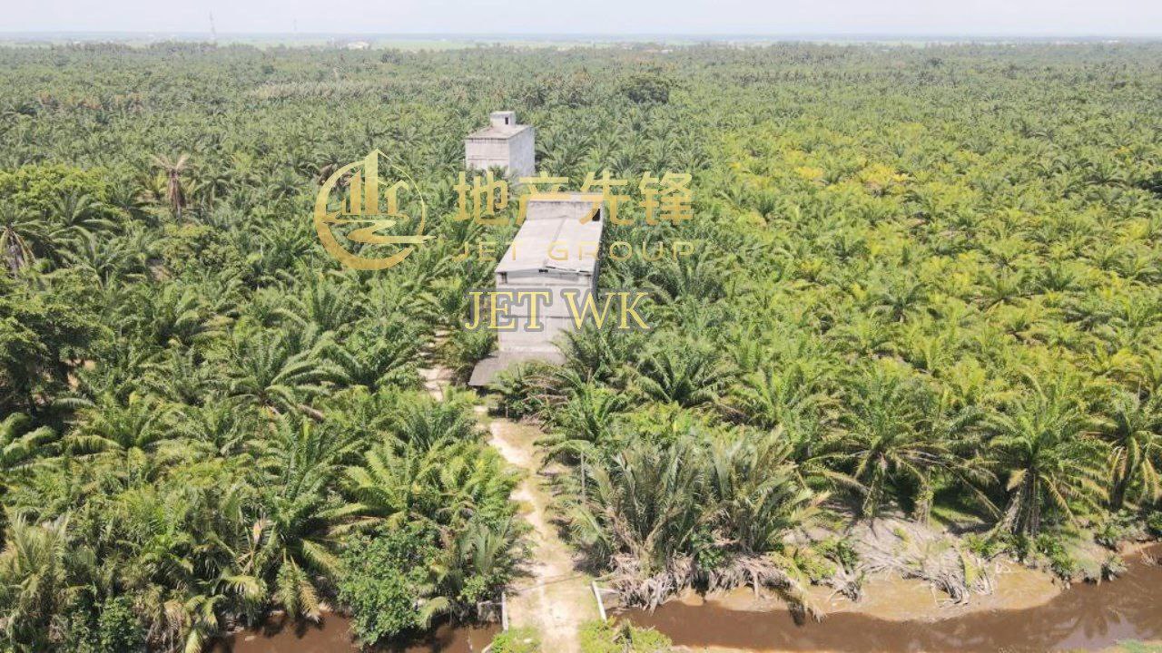 Tanjong Karang Oil Palm Land - photo 4