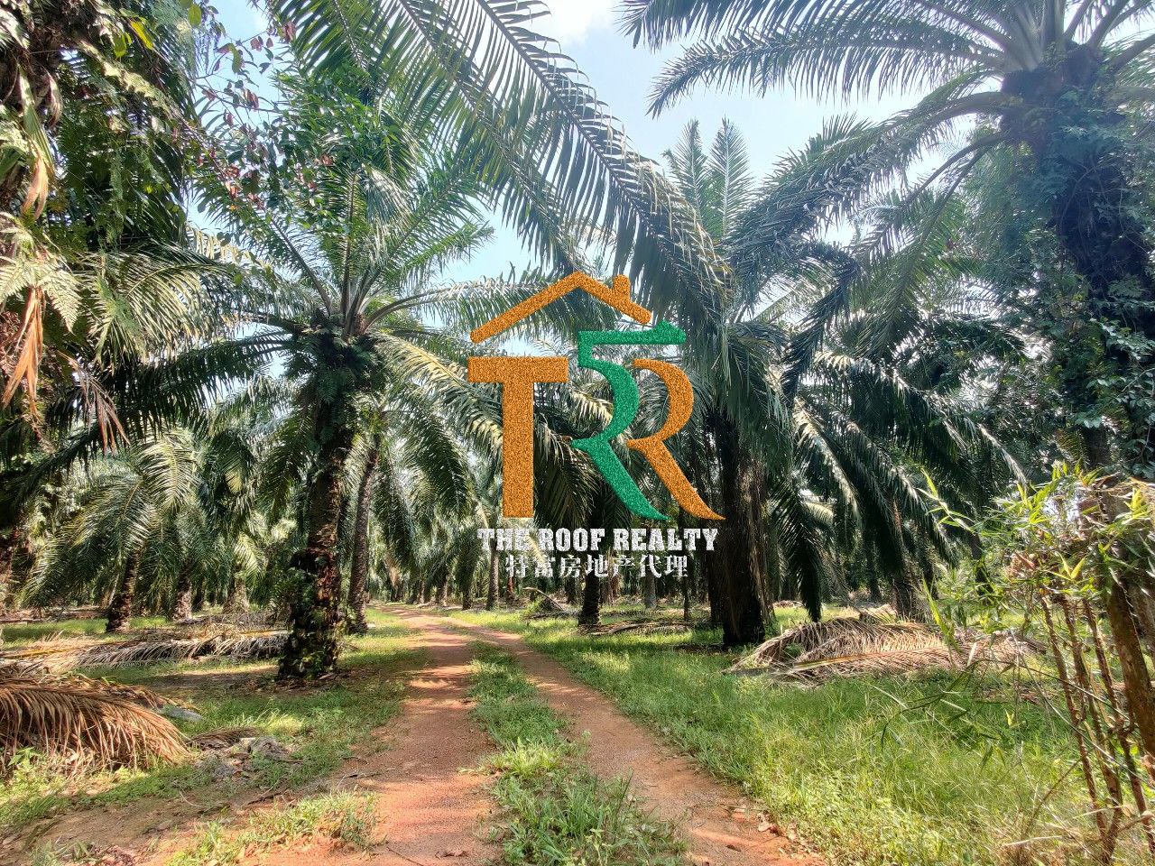 Agriculture Land Oil Palm Bukit Pasir Muar - photo 3