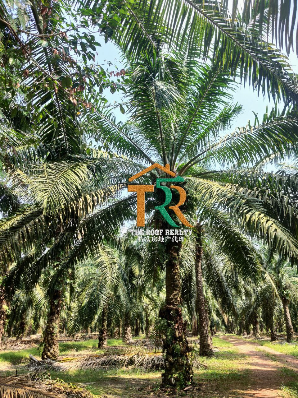Agriculture Land Oil Palm Bukit Pasir Muar - photo 4