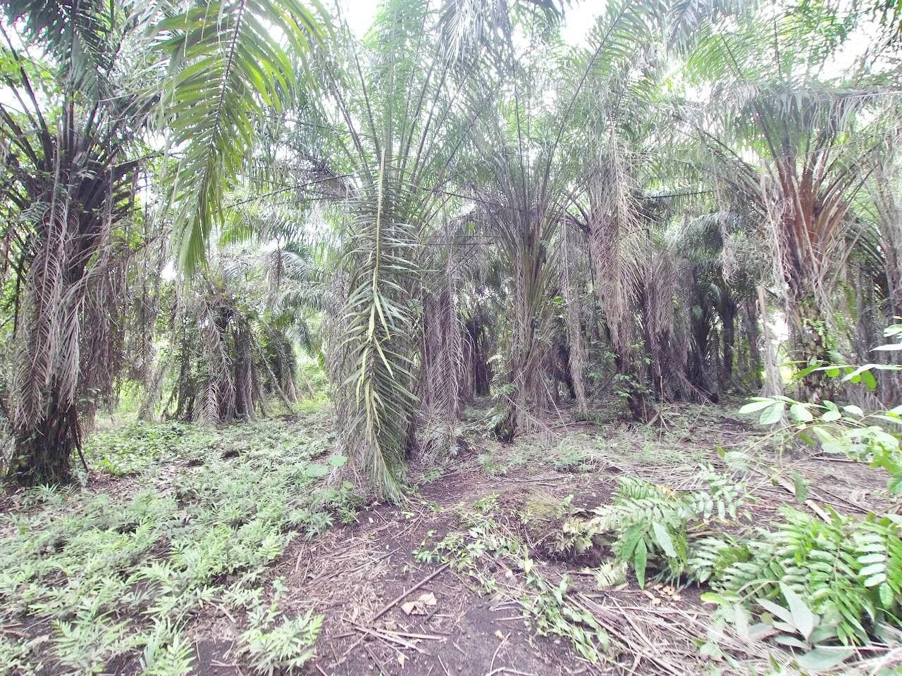 Land For Sale at Seri Cheeding, Kuala Langat