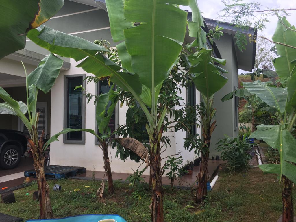 Banglo Setingkat Bandar Damansara Jeram Estate - photo 2