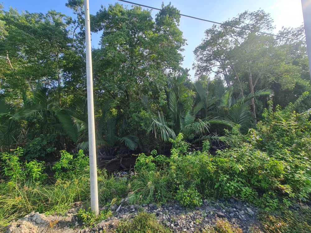 Tanah Pertanian Pasir Panjang Pekan Pahang - photo 2