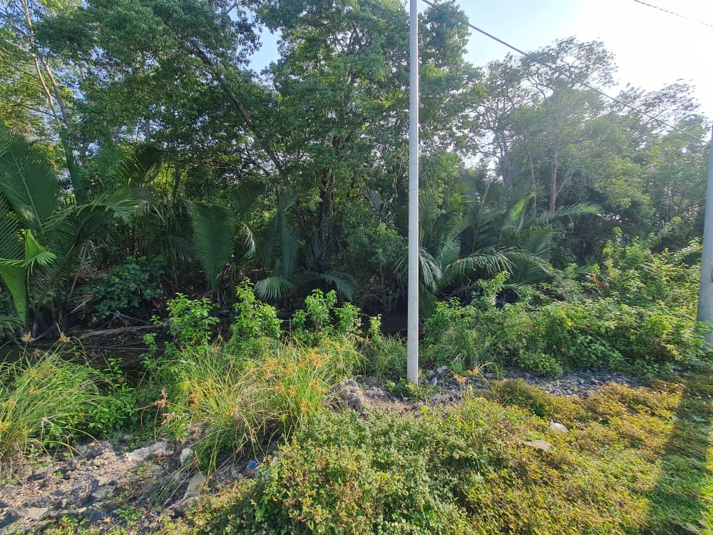 Tanah Pertanian Pasir Panjang Pekan Pahang - photo 3