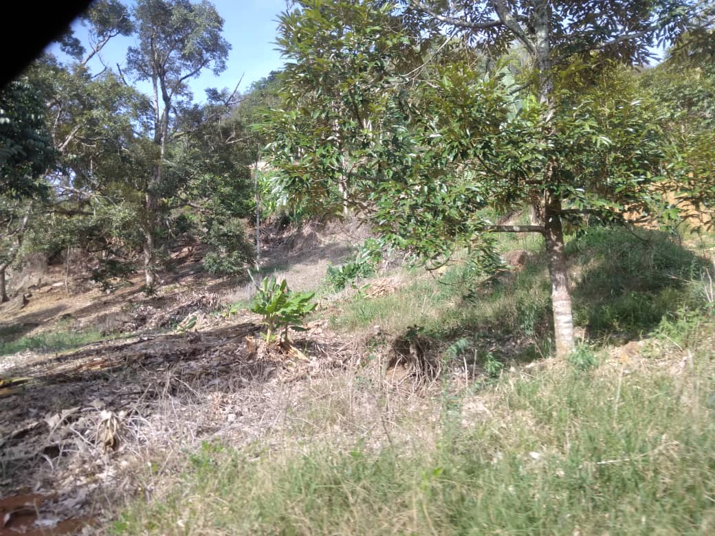 Tanah Perusahaan Perindustrian Mukim Tangkak Johor - photo 3