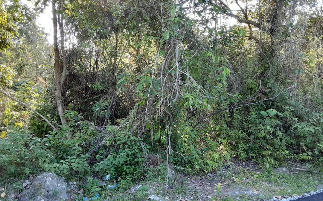 Tanah Permatang Lembing Pekan - photo 2