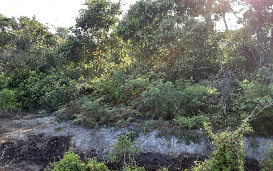 Tanah Permatang Lembing Pekan - photo 4