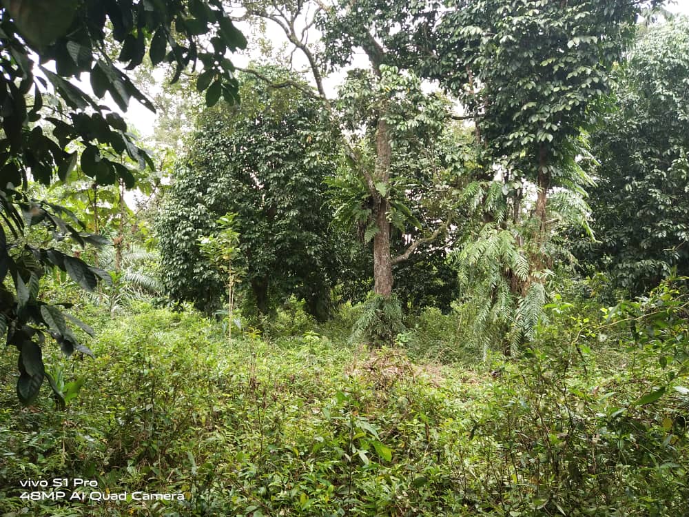 Tanah Pertanian Kg Seberang Kolek Sg Lembing - photo 1
