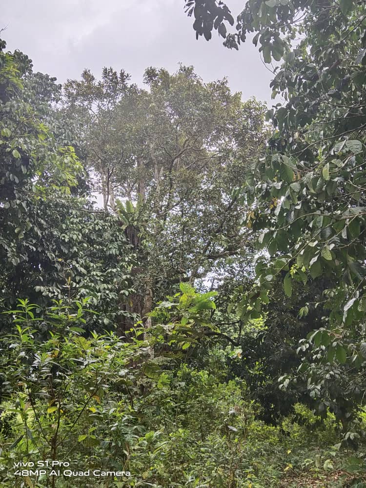 Tanah Pertanian Kg Seberang Kolek Sg Lembing - photo 2