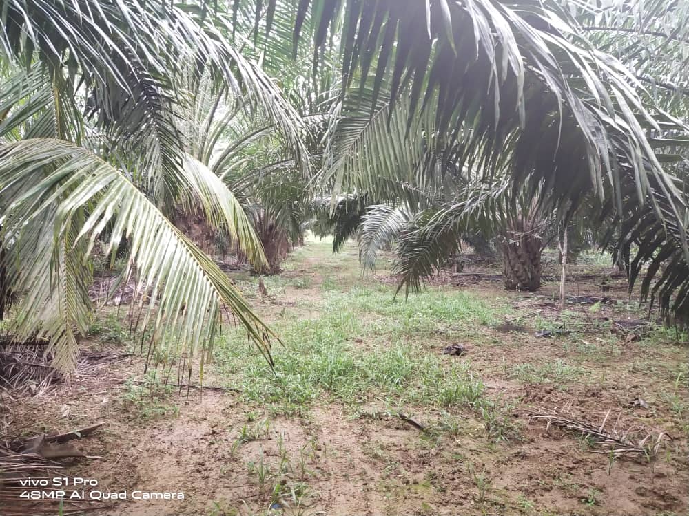 Tanah Pertanian Kg Seberang Kolek Sg Lembing - photo 3