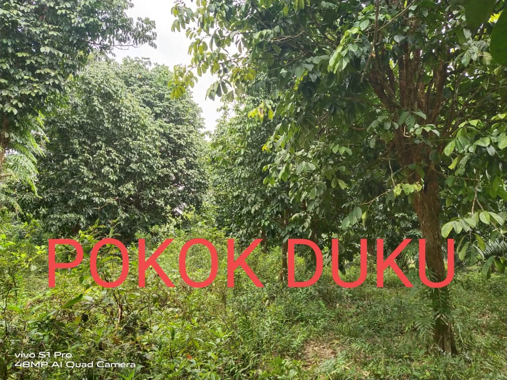 Tanah Pertanian Kg Seberang Kolek Sg Lembing - photo 4