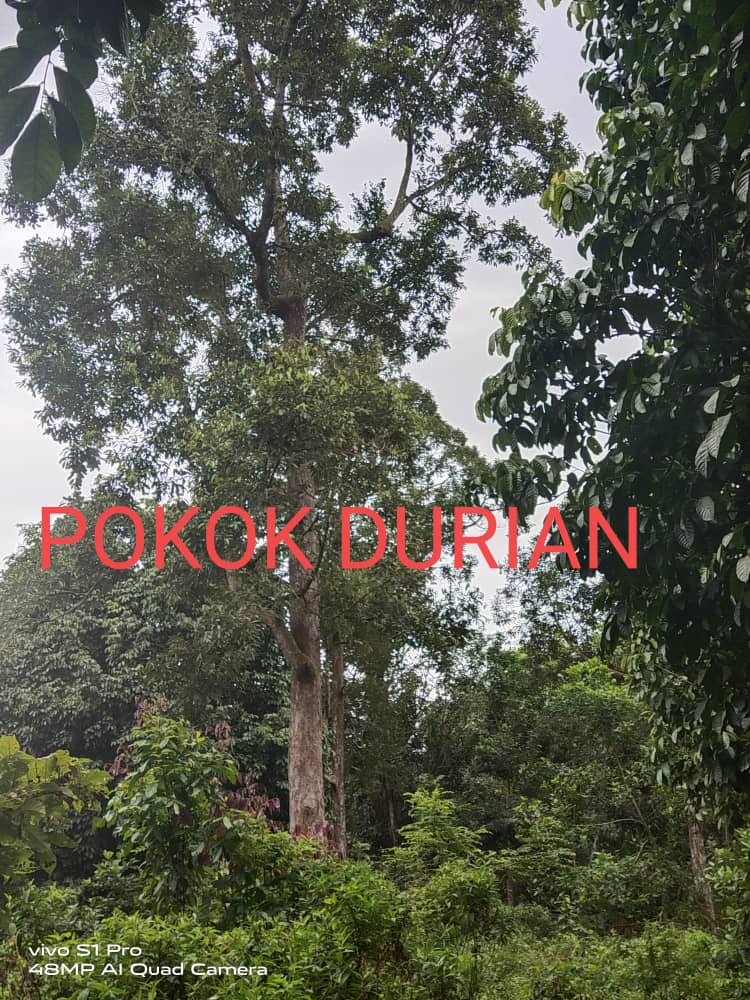 Tanah Pertanian Kg Seberang Kolek Sg Lembing - photo 5