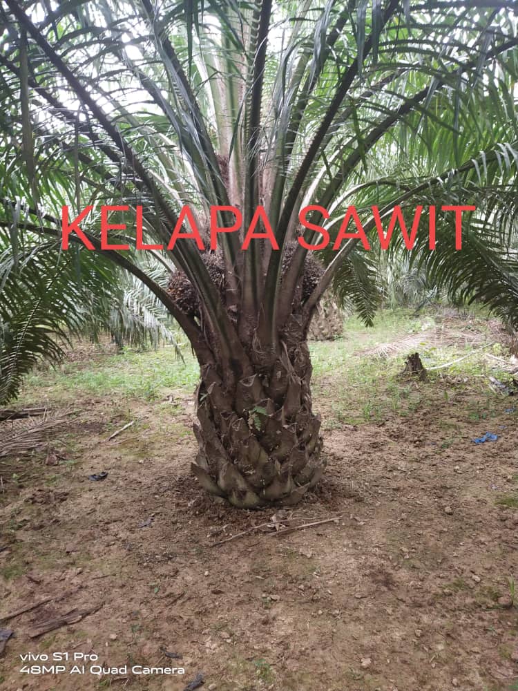 Tanah Pertanian Kg Seberang Kolek Sg Lembing - photo 6