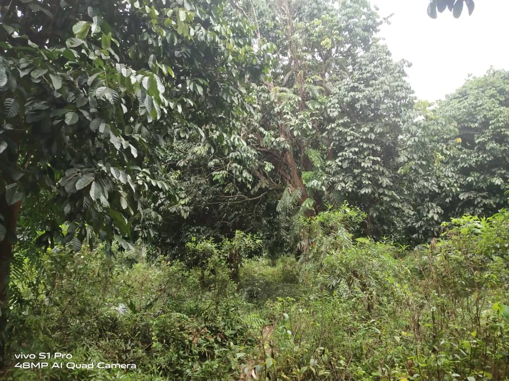 Tanah Pertanian Kg Seberang Kolek Sg Lembing - photo 7