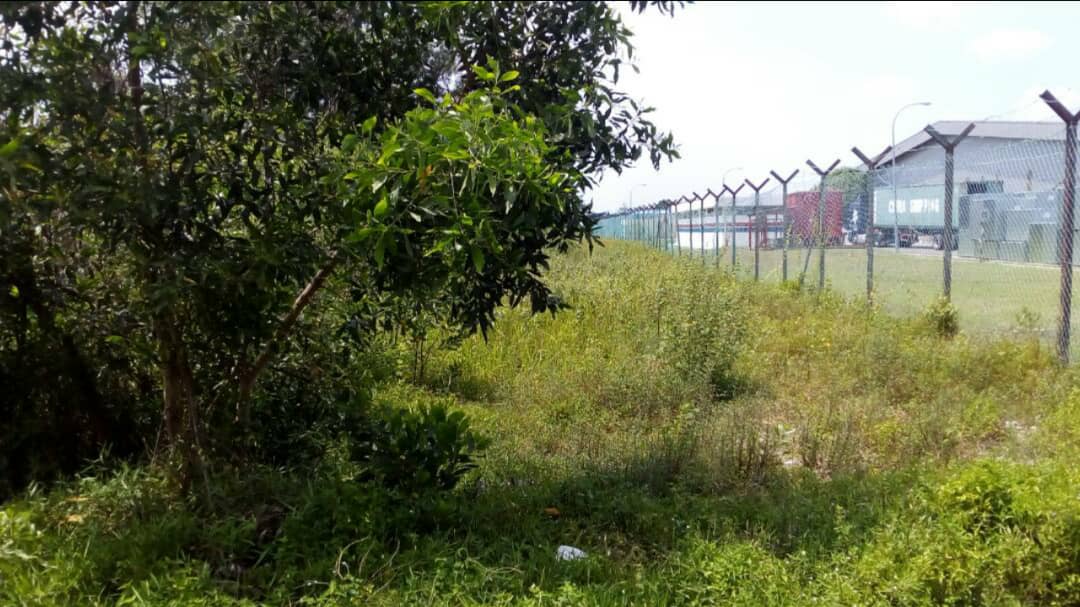 Tanah Pertanian Kelat Rendang Pekan Pahang - photo 2