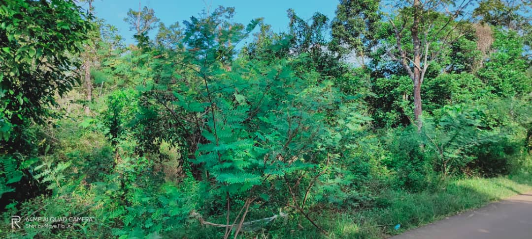 Tanah Pertanian Beserah Kuantan - photo 2