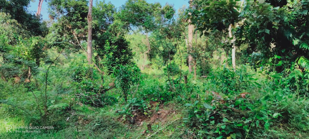 Tanah Pertanian Beserah Kuantan - photo 3