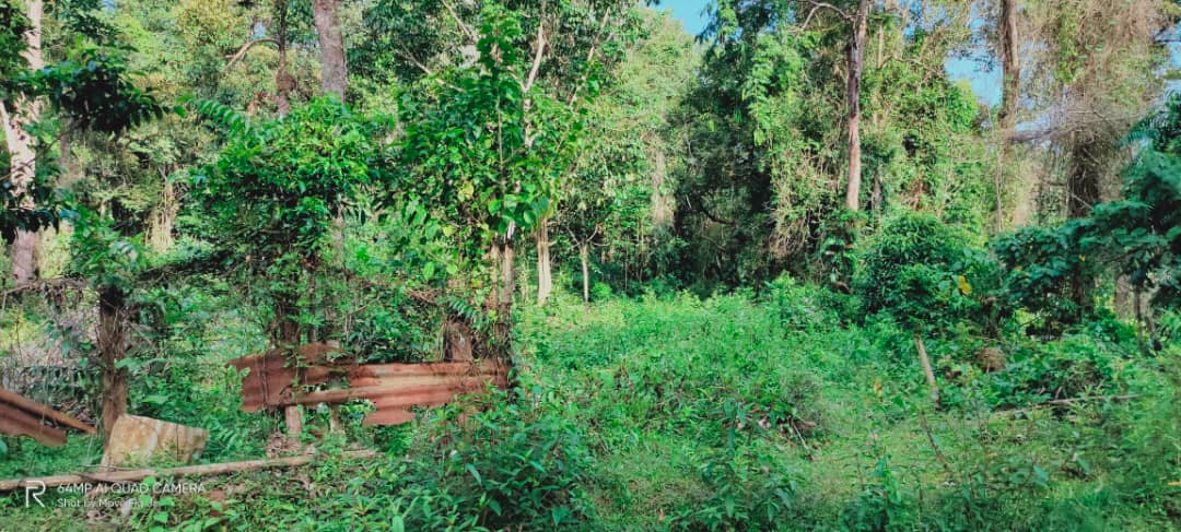 Tanah Pertanian Beserah Kuantan - photo 6
