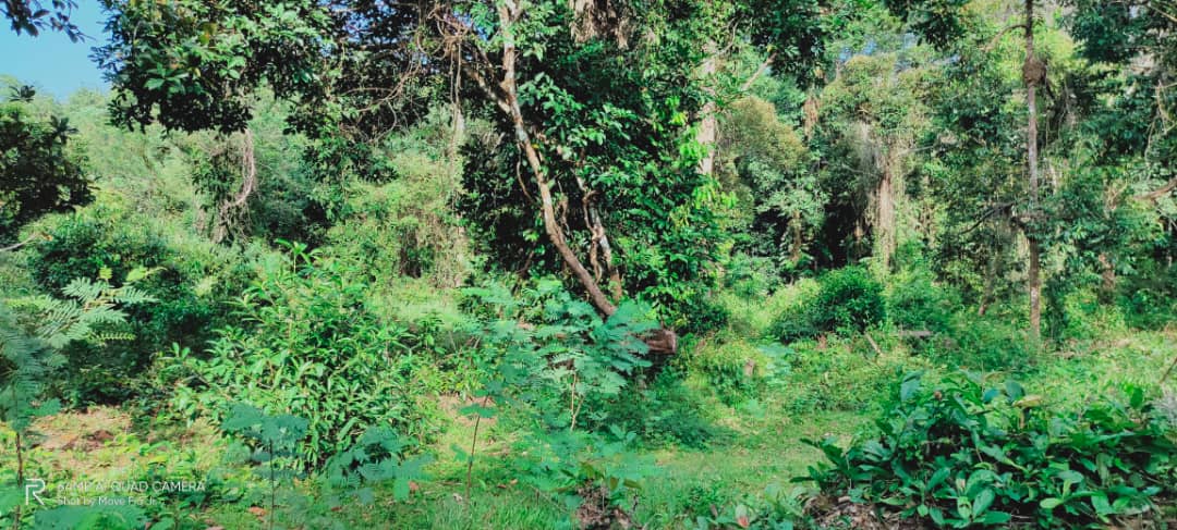 Tanah Pertanian Beserah Kuantan - photo 7