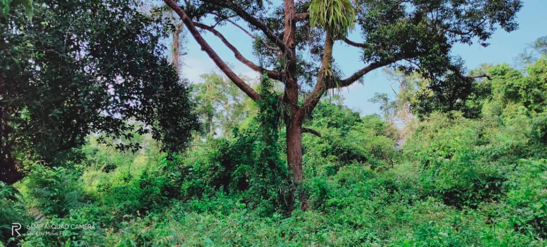 Tanah Pertanian Beserah Kuantan - photo 9