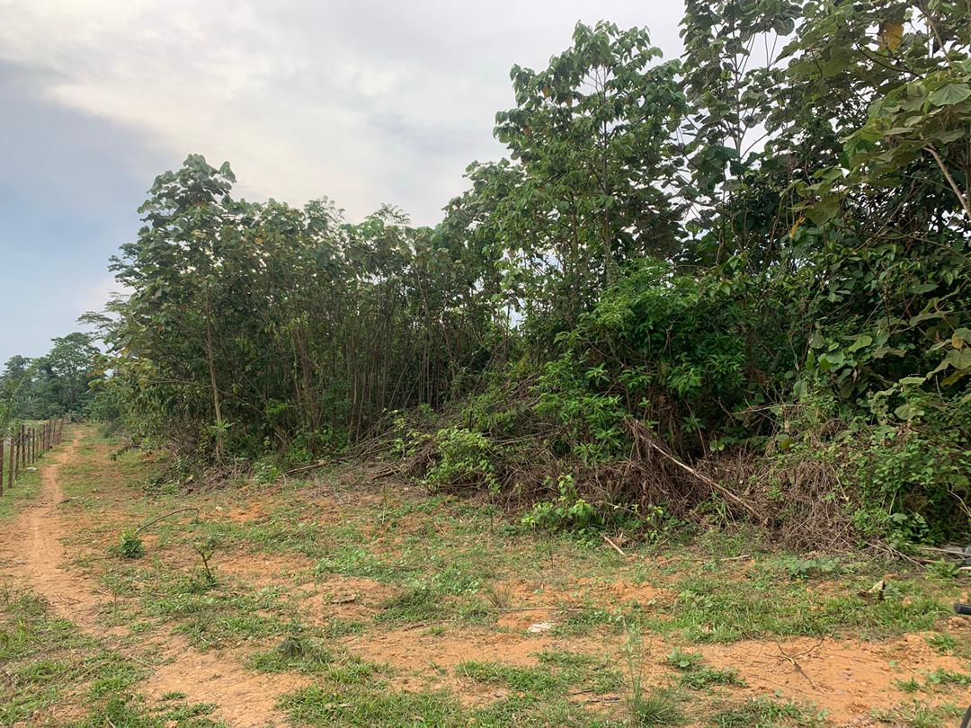 Tanah Pertanian Temerloh Pahang
